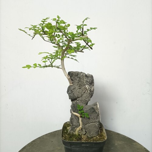 对节白蜡金弹子三角枫火棘附石杂木盆景天然青龙石绿植花卉