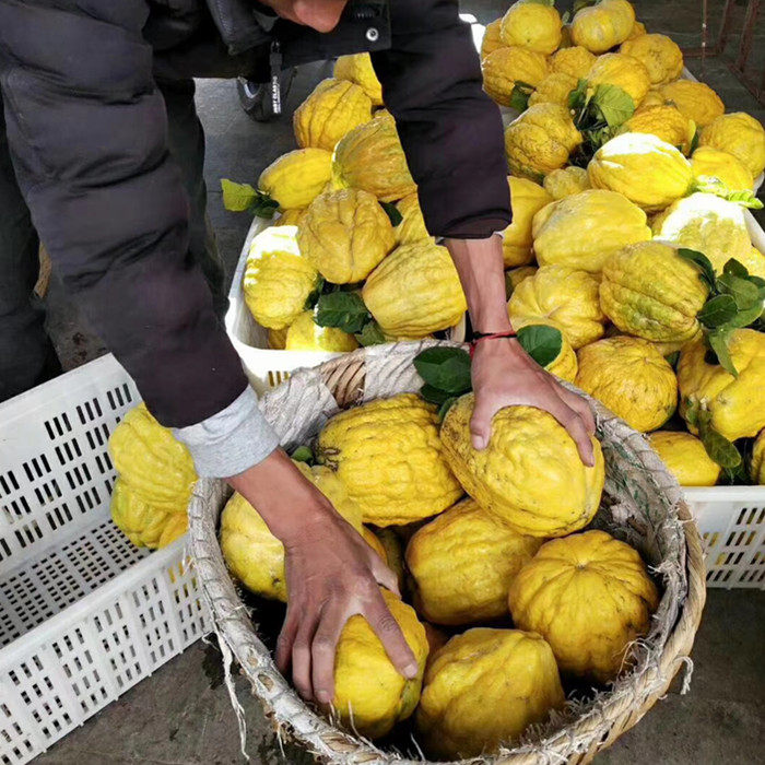 香橼果大理香缘8斤大果佛手柑云南新鲜水果农家香园高山药用水果