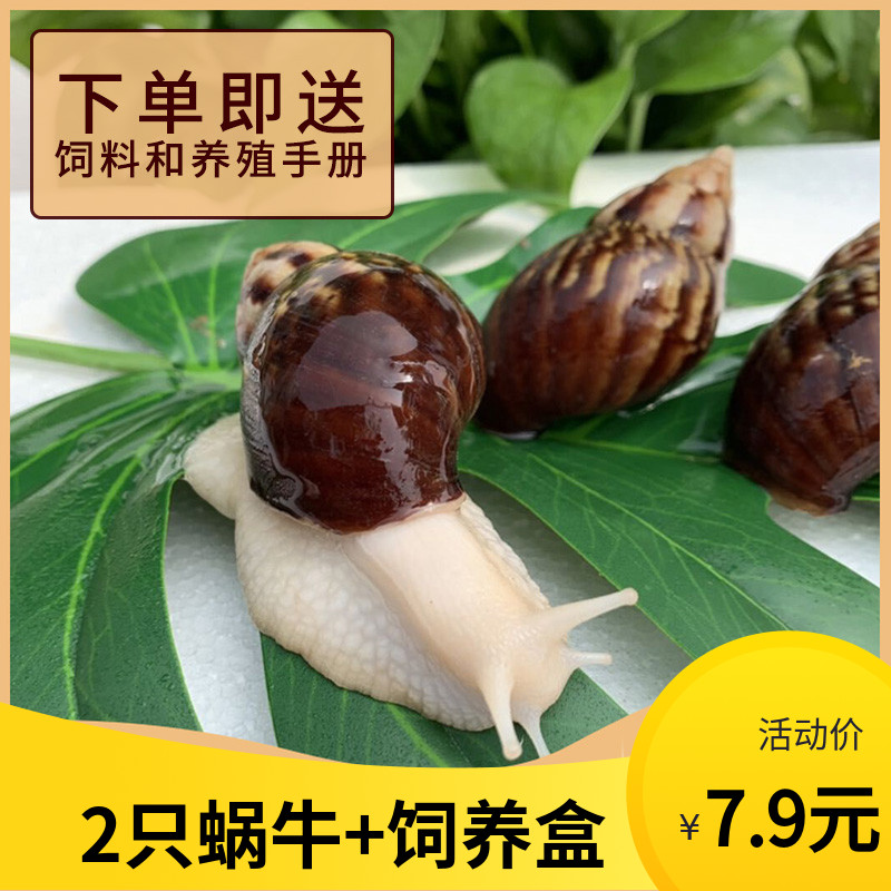 蜗牛活体宠物白玉蜗牛巨型大蜗牛宠物观赏学生科学实验教学小蜗牛|msdalam kategori haiwan peliharaan/makanan haiwan dan bekalan, Aquarium World, skru - dari Buy2taobao.com untuk memberikan perkhidmatan ejen Taobao profesional membeli
