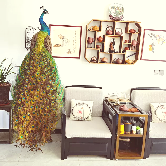 孔雀标本摆件真羽毛孔雀标本模型真孔雀底座白孔雀厂家直销花孔雀