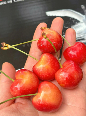 黑天鹅斯凯拉雷Skylar rae 黄车厘子智利进口大樱桃脆甜4斤原箱