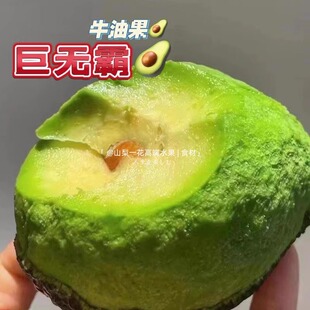 墨西哥进口牛油果6个大果当季新鲜水果宝宝辅食即食鳄梨整箱包邮