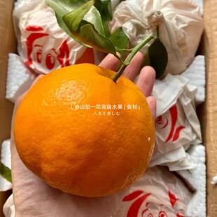 正宗春见耙耙柑礼盒装8斤当季新鲜水果蜜橘四川春见甜桔子顺丰1