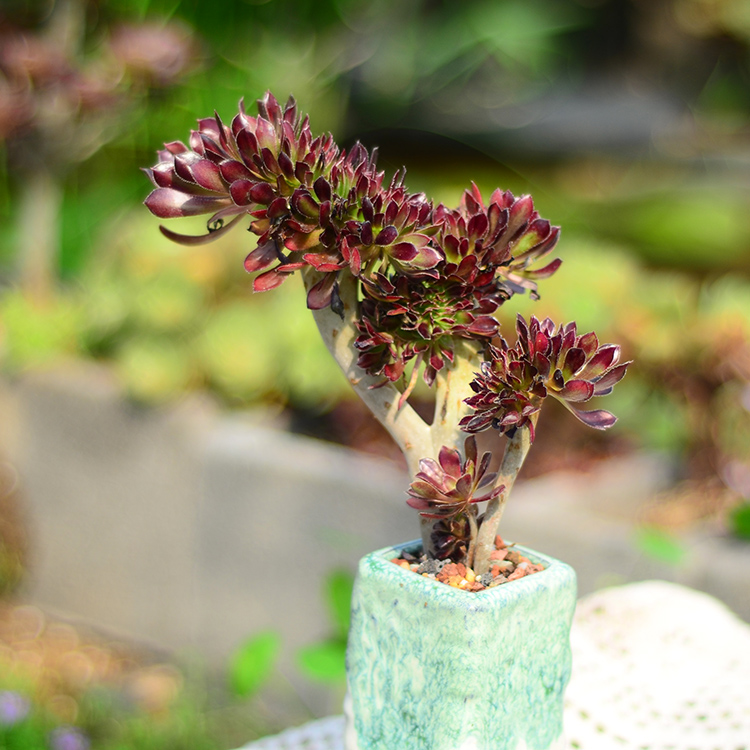 法师缀化一物一拍绿羊绒韶羞八尺镜欧紫万圣节黄中斑包邮