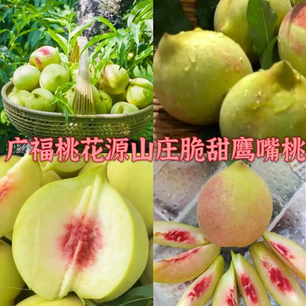 蕉岭广福桃花源山庄现摘现发新鲜鹰嘴桃甜桃水蜜桃脆桃果园直发