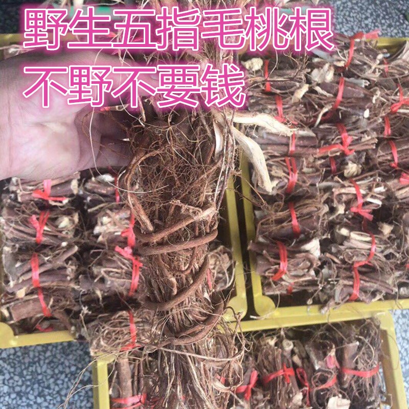 梅州蕉岭客家特产深山野生五指毛桃五爪龙南芪土黄芪土五加皮250g