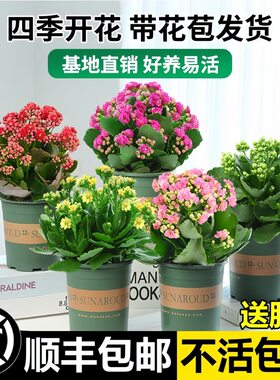 长寿花盆栽四季室内开花好养的花卉植物重瓣金狐狸大花带花苞花苗