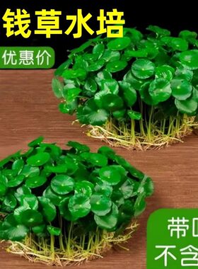 铜钱草盆栽水培植物室内阳台鱼缸水养大叶金钱草根芽好养花卉绿植