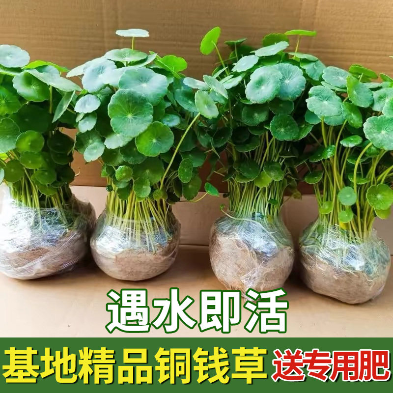 铜钱草盆栽水培植物大叶水养鱼缸桌面绿植