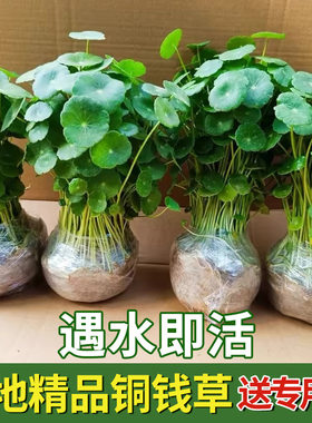 铜钱草盆栽水培植物大叶水养鱼缸水草办公室内桌面阳台好养活植物
