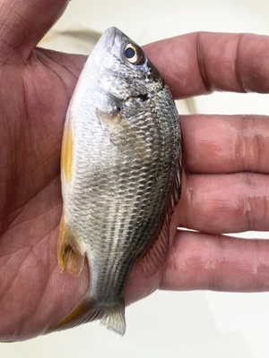 观赏鱼淡水黄鳍鱼黄墙鱼黄立脚黄鲷黄鳍鲷水族馆观赏鱼金黄鱼