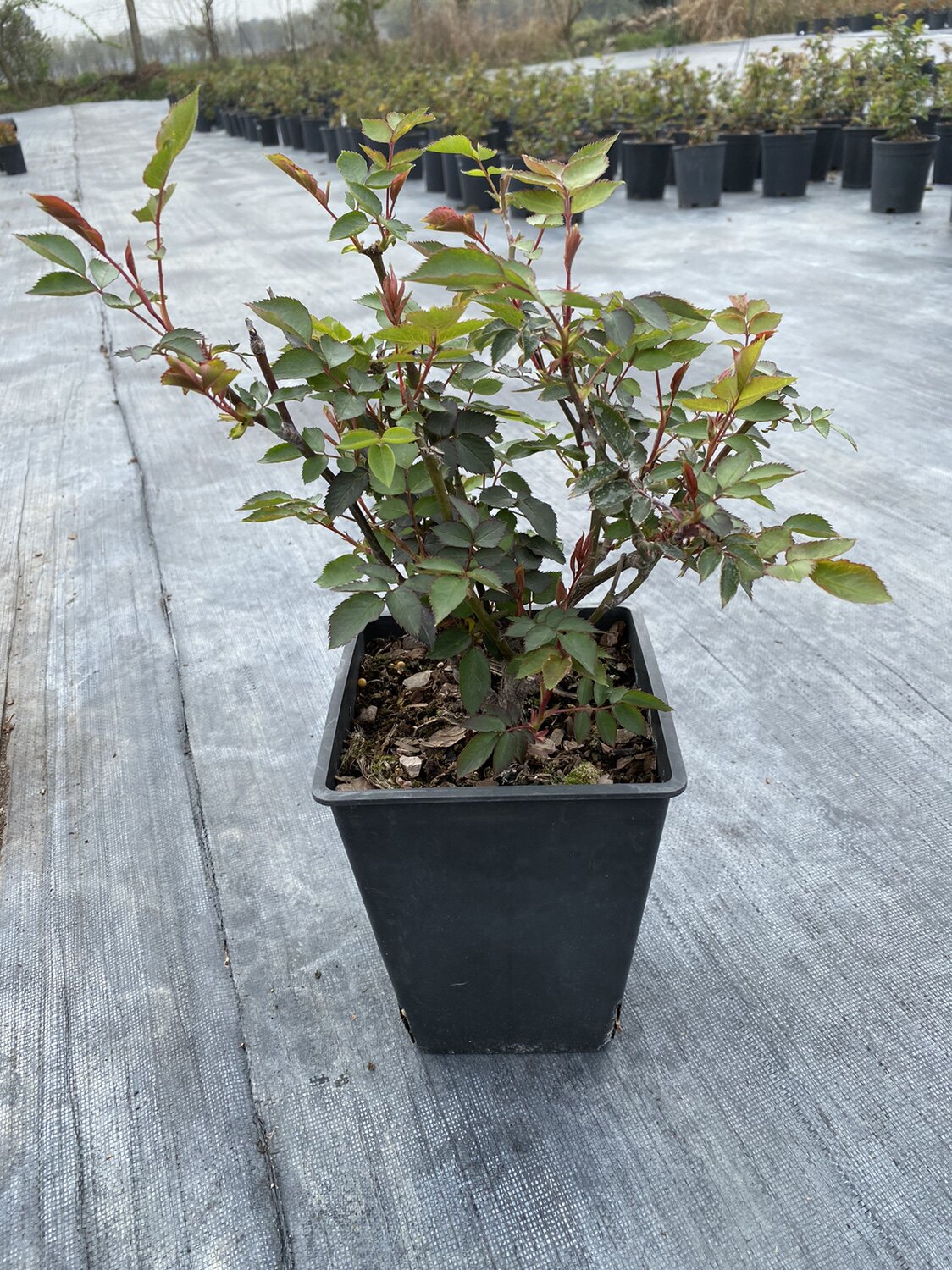 一见钟情  多头日本超新品花园木本玫瑰花苗盆栽阳台月季花卉