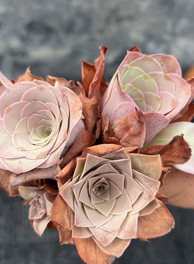 粉色老桩耶罗山地玫瑰多头变粉色小玉鸡蛋组合花篮办公室花卉好养