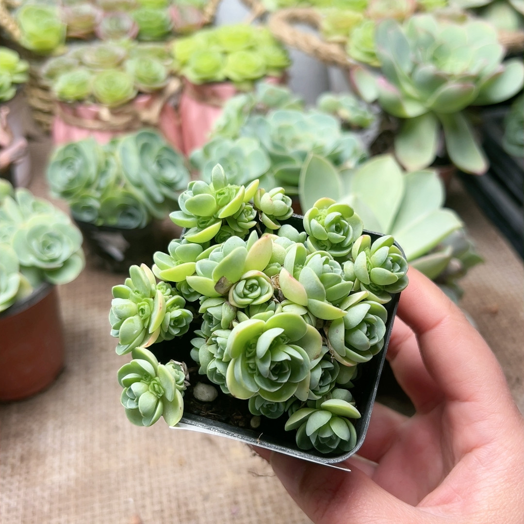 72翡翠球,鲜花速递/花卉仿真/绿植园艺,多肉植物,淘宝优惠券,粉丝福利购,淘宝优惠卷