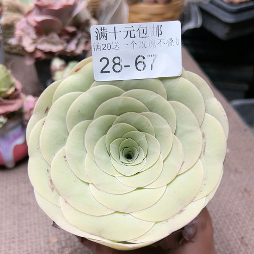 67潘多拉
