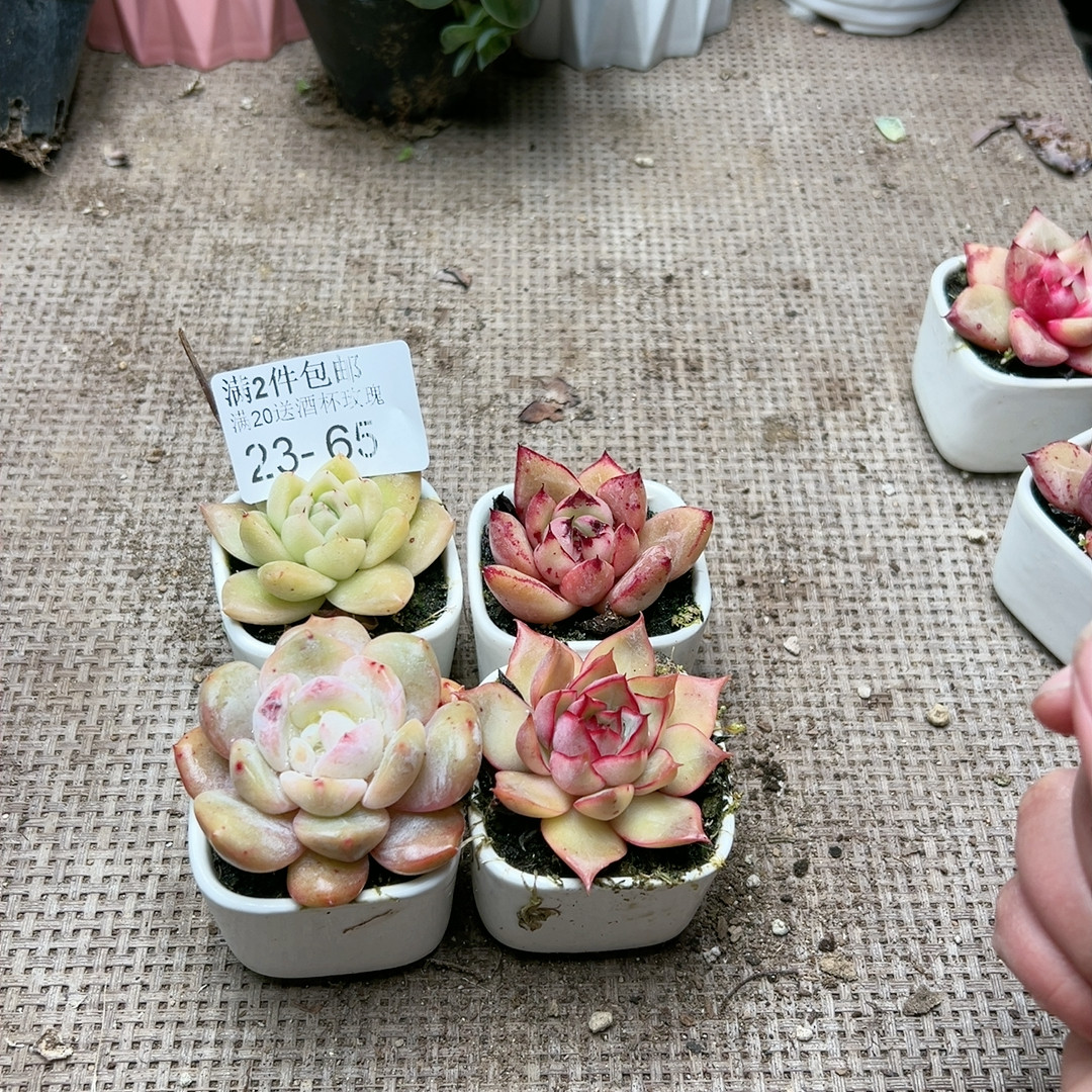 65组合多肉,鲜花速递/花卉仿真/绿植园艺,多肉植物,淘宝优惠券,粉丝福利购,淘宝优惠卷