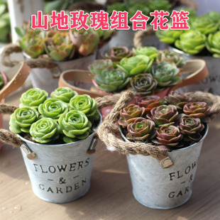 山地玫瑰花篮多肉植物室内带盆栽好网红懒人植物酒杯组合款带盆发