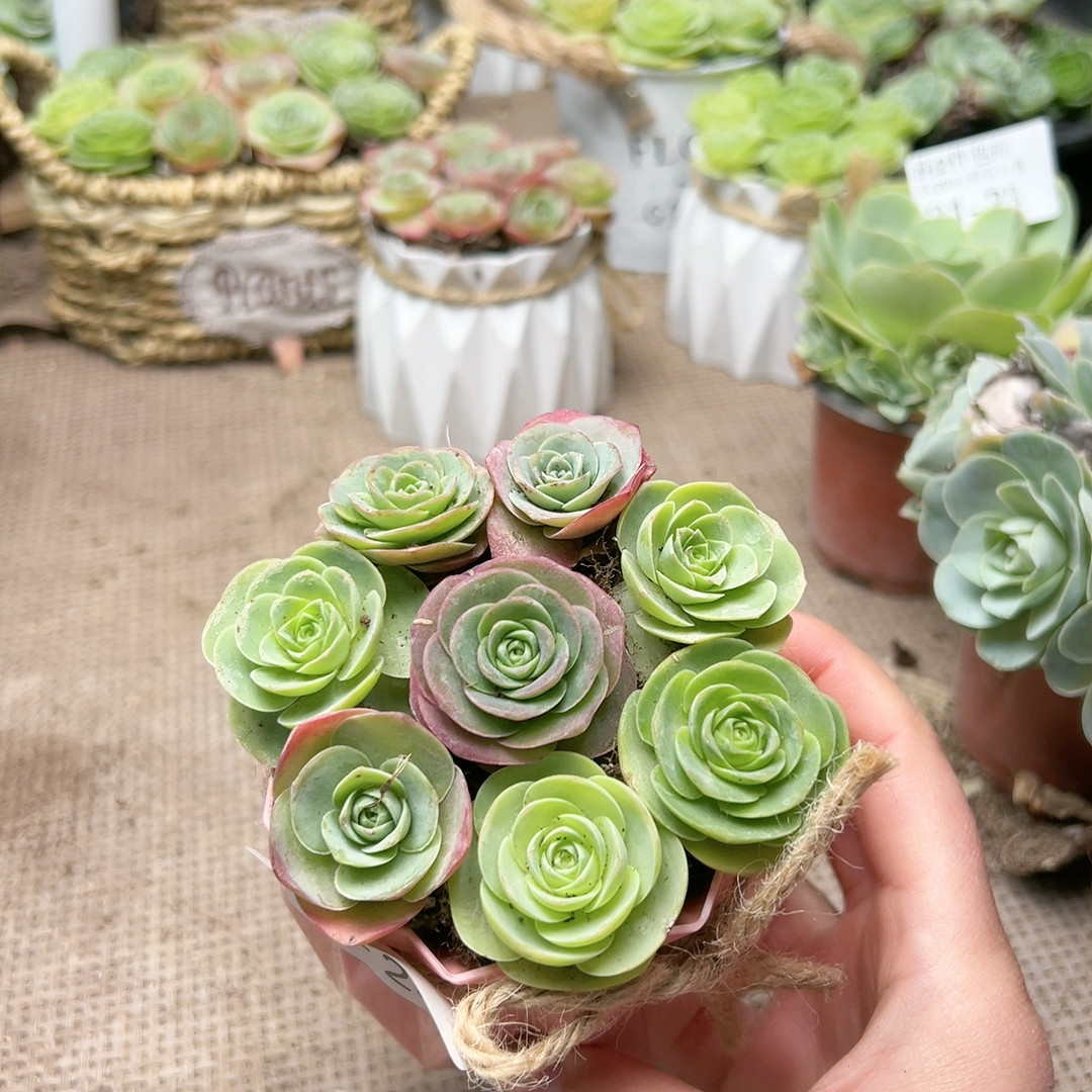 26高山大帕花篮,鲜花速递/花卉仿真/绿植园艺,多肉植物,淘宝优惠券,粉丝福利购,淘宝优惠卷