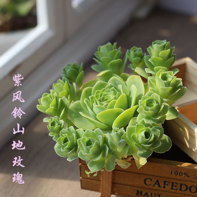 紫风铃山地玫瑰多肉植物阳台花卉盆栽新手好养爆小崽带杆群生酒杯