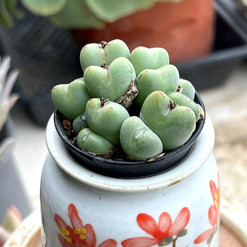 口迪多肉植物带盆多头萌肉肉肉锥元宝石头花番杏科pp肉锥三年老桩