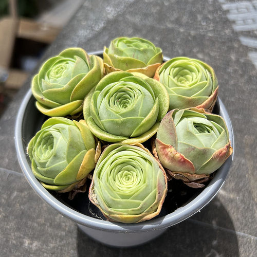 翠海花卉盖瑞米尔酒杯山地二年生