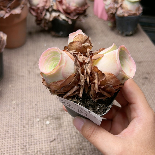 91小玉