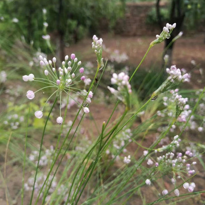 陕北特产麻麻花泽蒙花炝锅调味品100克包邮