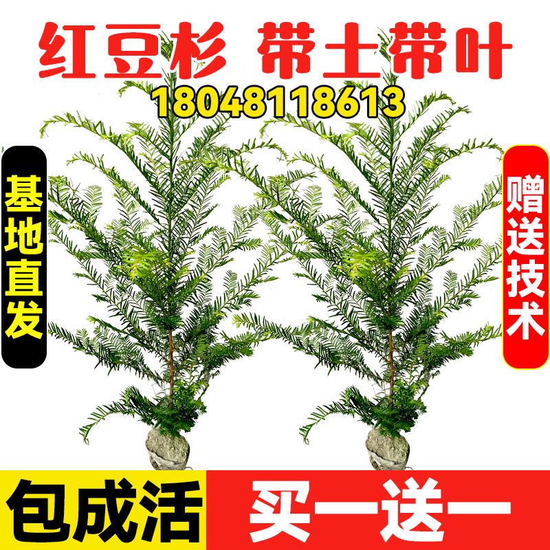 名贵红豆杉树苗盆栽室内盆景篱笆地栽绿植南方红豆山四季常绿植物