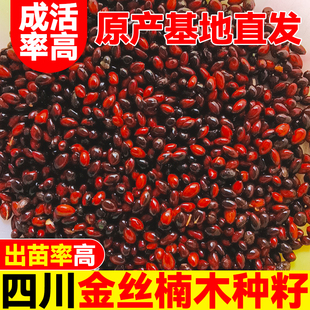 金丝楠木种子名贵金丝楠树苗正宗庭院苗超级天麻黄精药材罕见种子