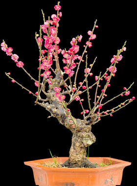 红梅梅花盆栽树苗老桩带花苞耐寒耐热室内庭院浓香型四季花卉植物