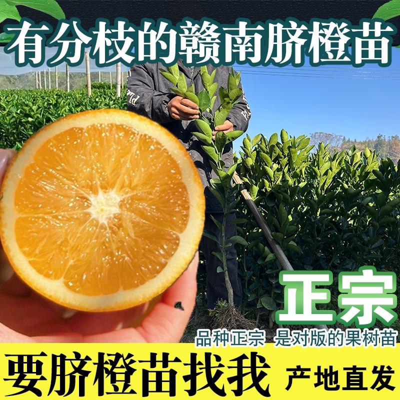 全国可拍新鲜现摘脆甜口果