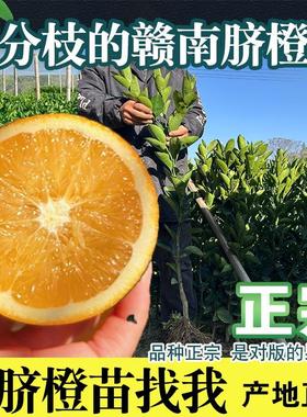 赣南脐橙苗嫁接二年分枝开叉黄心橙子苗高产纽荷尔50607080公分高