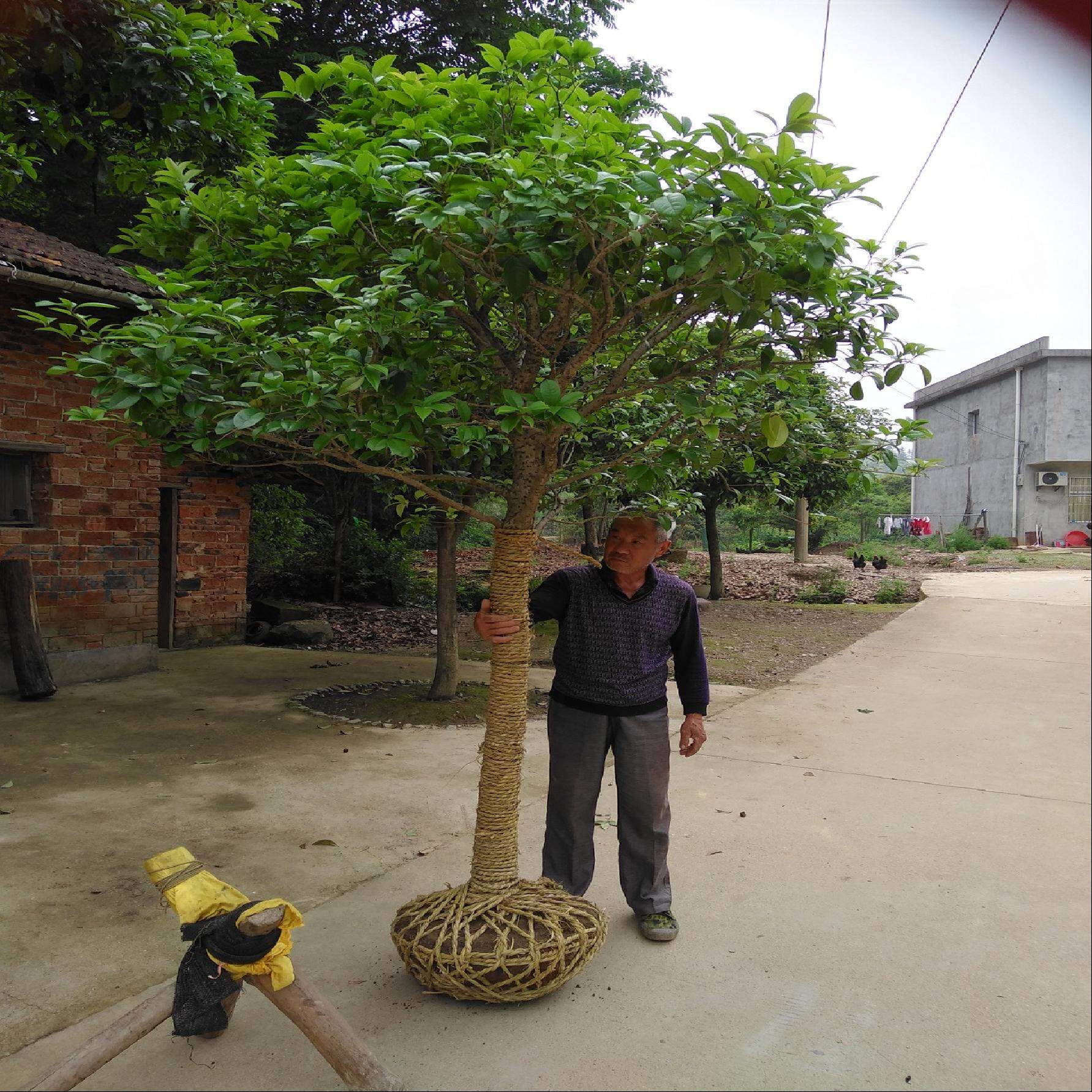 桂花树大树包邮别墅庭院2-15公分八月金桂丹桂四季桂耐寒占地用树