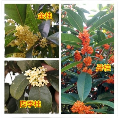 四季常绿室外桂花秋季桂花