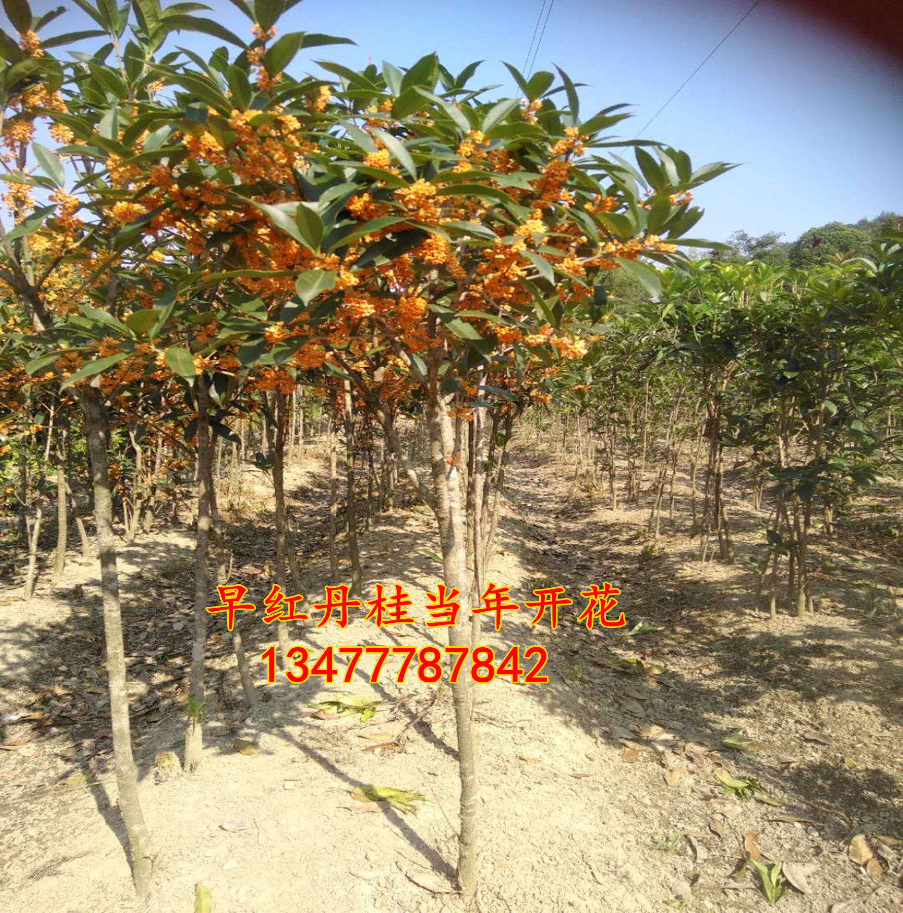 当年开花早红丹桂树1-4公分直径桂花树包邮