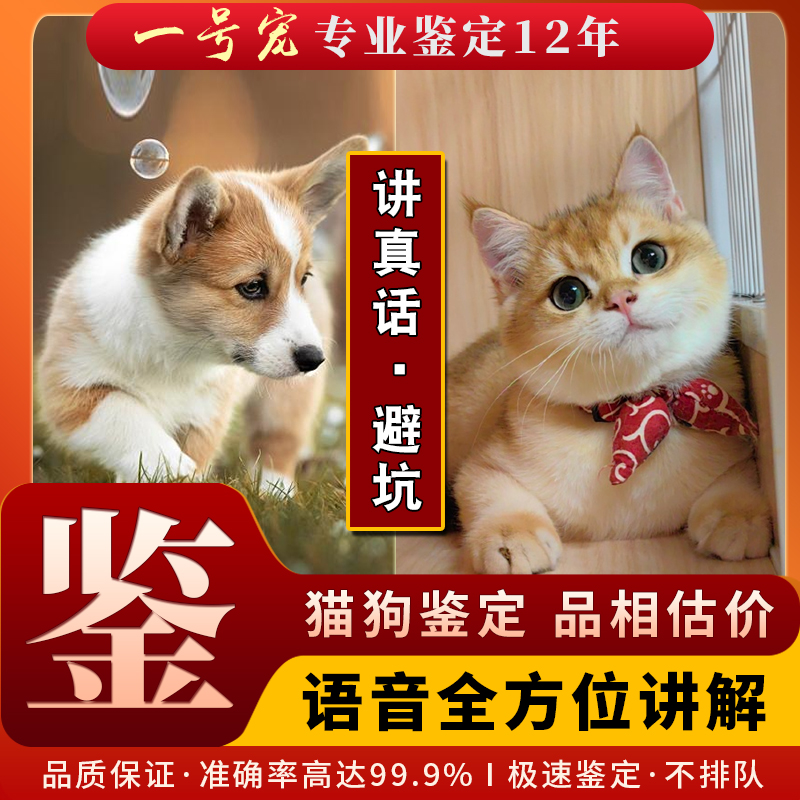 狗狗鉴定猫咪估价宠物挑选