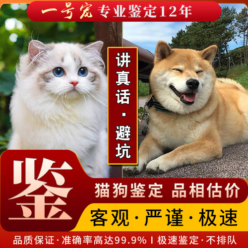 鉴定估价品相选宠在线咨询