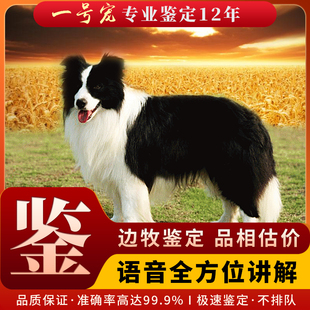 宠物猫咪狗鉴定师品相鉴定估价柴犬布偶缅因德文边牧金毛品种鉴别