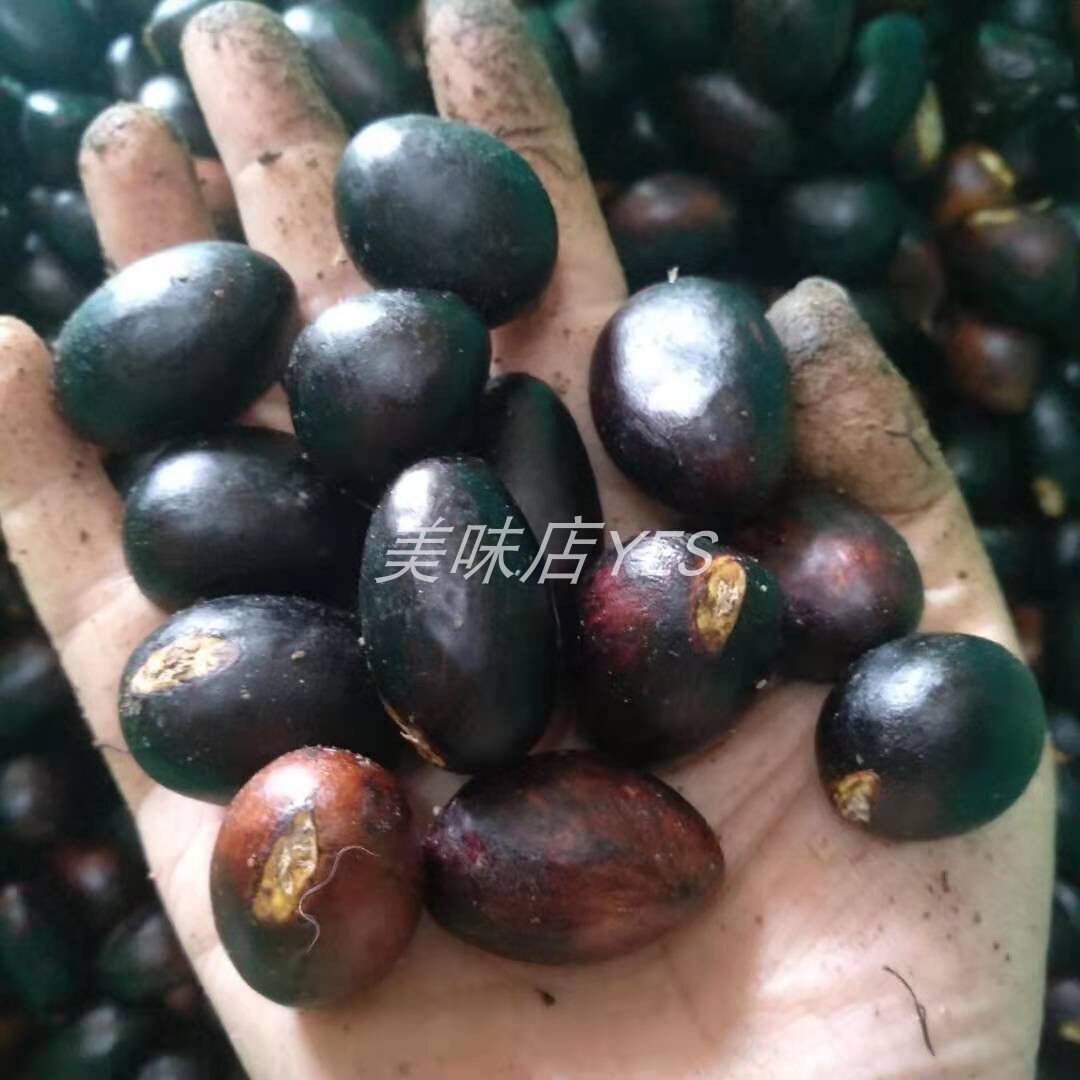 2025新鲜凤眼果现摘富贵子老身九层皮顺德频婆七姐果粉果不带壳