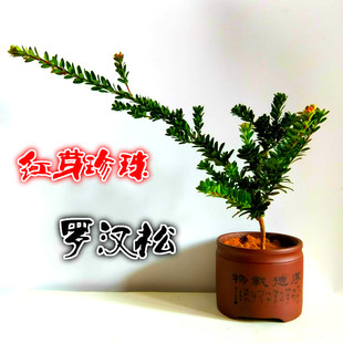 室内盆栽高档绿植花卉红芽珍珠罗汉松树苗正宗黑珍珠盆景素材小苗
