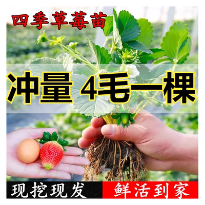 四季奶油草莓苗秧新苗阳台盆栽带土地栽南北方种植可食用当年结果