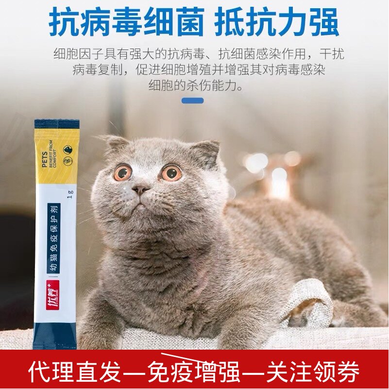 提高免疫力预防猫鼻支增强体质
