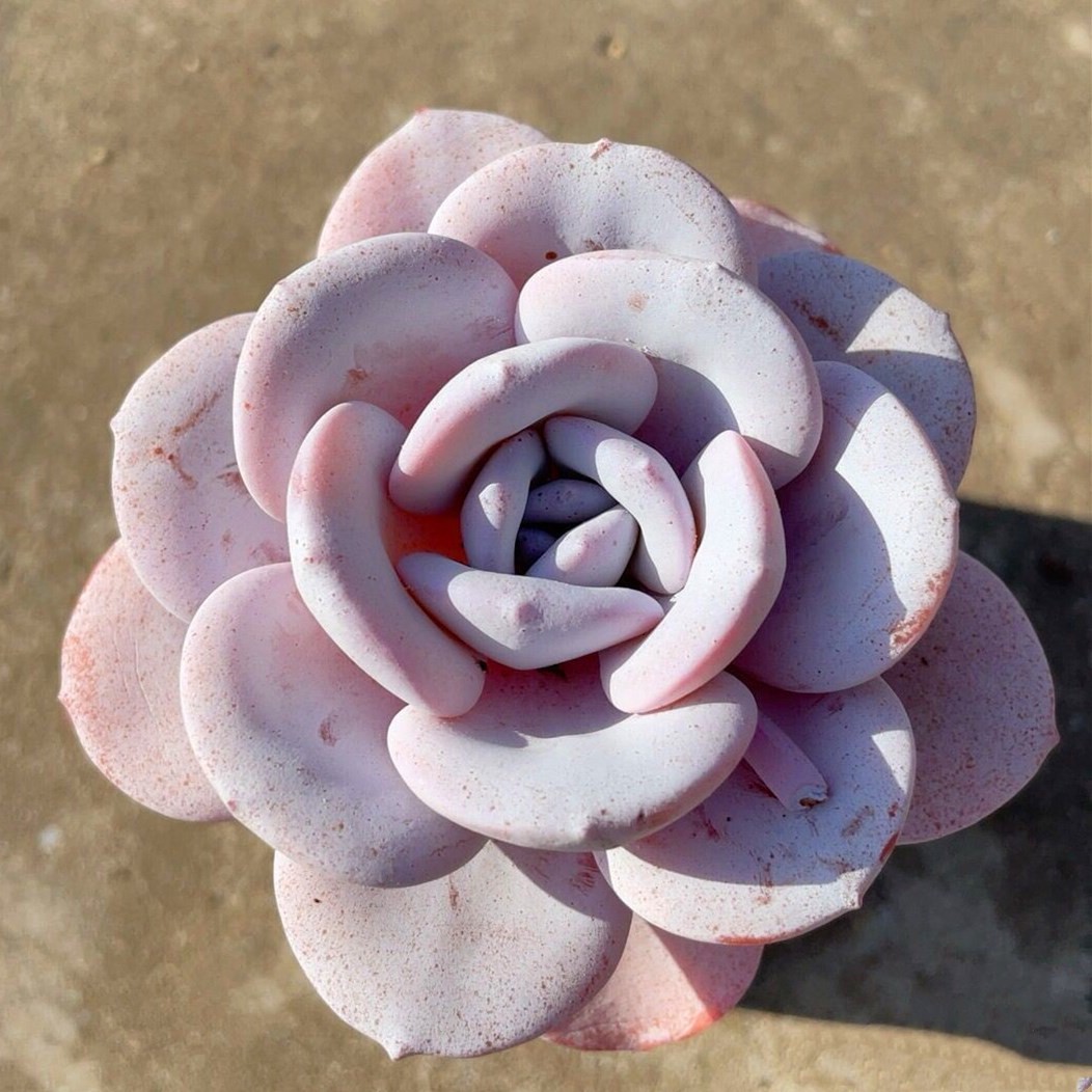 粉雪莲橙梦露杂交新品好看粉色大颗多肉植物包邮