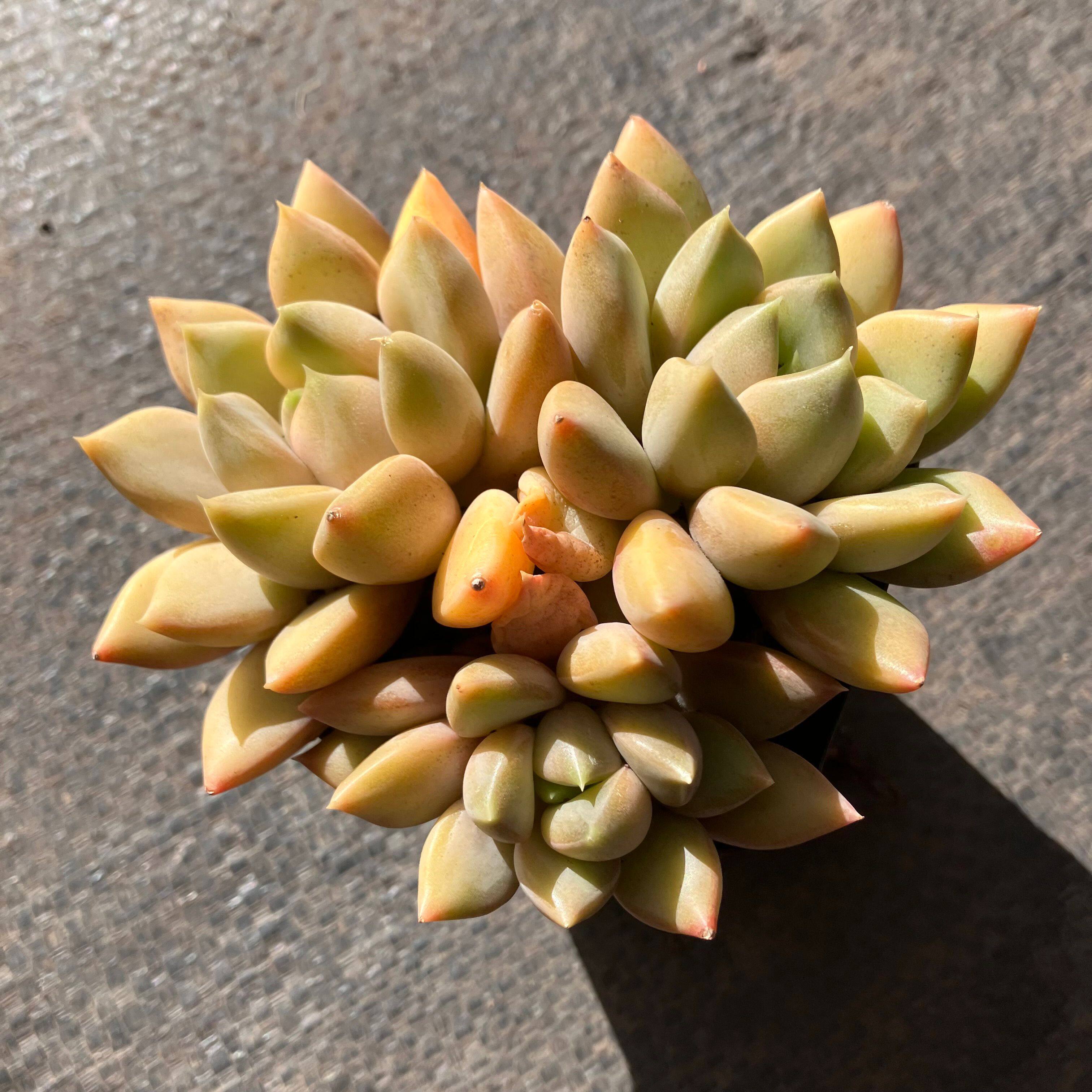 粉象牙多肉植物大颗群生老桩一物一拍糖心阳台盆栽好养包邮