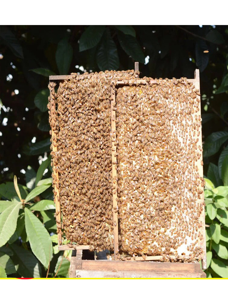 厂中蜜蜂活 群带中蜂蜂王带子脾一窝一整箱出售包邮中蜂蜂群笼库