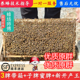 顺丰包邮专链中蜂蜂群带王蜜蜂蜂群带子脾阿坝中蜂带蜂箱中华土蜂