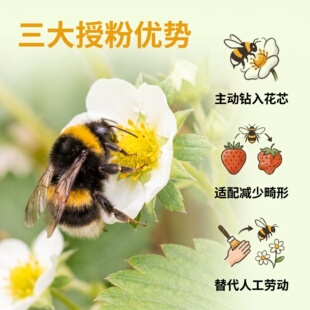 熊蜂宠物大棚授粉熊蜂有王蜂群活跃授粉效率高西红柿草莓蓝莓辣椒