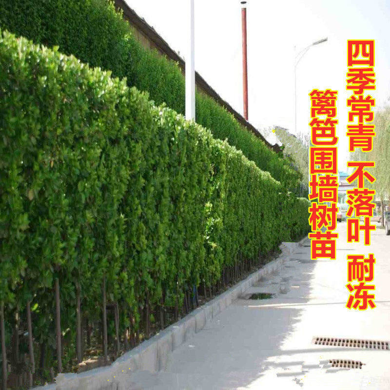 冬青树苗大叶黄杨苗四季常青庭院篱芭苗围墙植物北海道耐寒直立