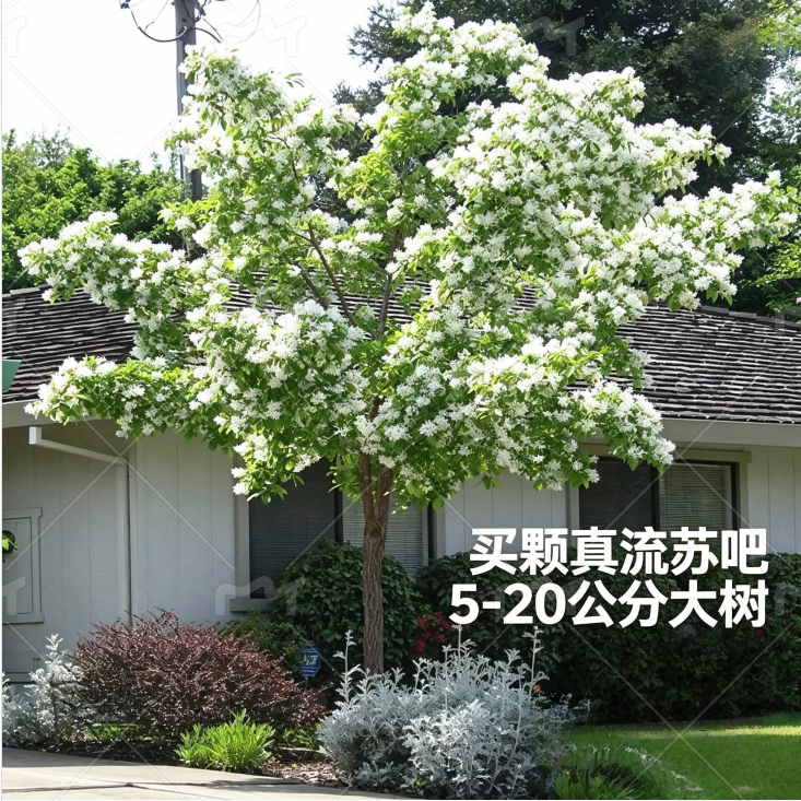 流苏树苗老油根子流苏小苗 嫁接桂花母本 盆栽地栽庭院绿化雪罗花