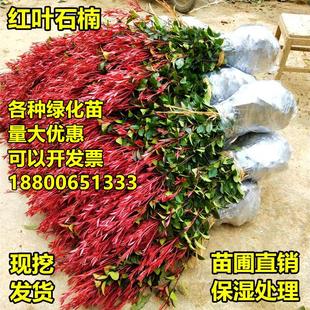 红叶石楠篱笆树苗小苗四季园林绿化苗庭院小区院子四季常青树种
